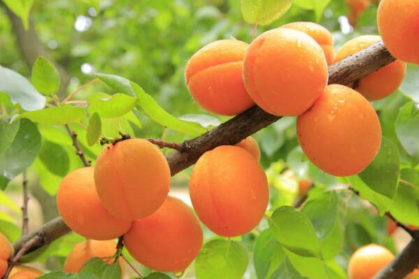 Медики рассказали о лечебных свойствах абрикоса
