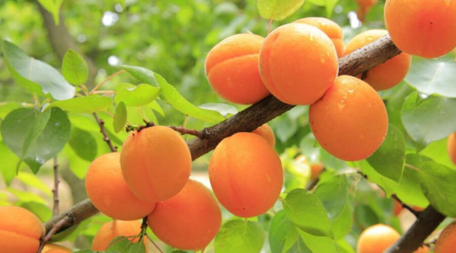 Медики рассказали о лечебных свойствах абрикоса