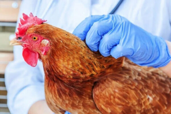 В Британии и ЕС самая большая в истории вспышка птичьего гриппа