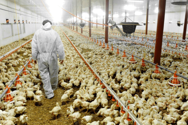 Худшая эпидемия птичьего гриппа вспыхнула в Европе