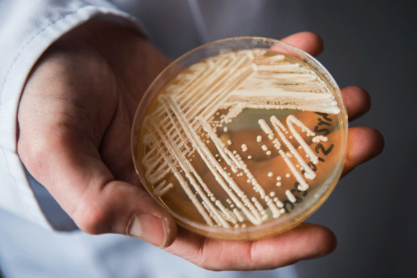 ВОЗ опубликовала перечень грибковых инфекций, угрожающих человечеству