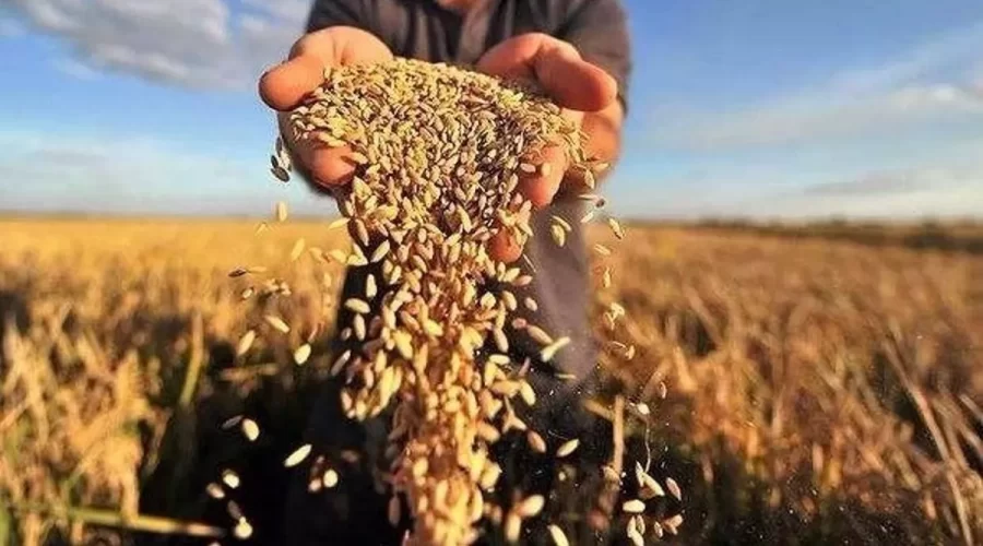 Украина с начала маркетингового года снизила экспорт зерна на треть