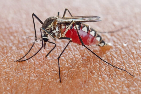 Ученые предложили новые мРНК-вакцины против малярии