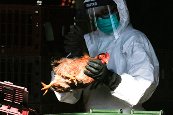 ВОЗ предупредили об опасности птичьего гриппа